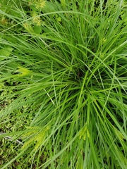 Cyperus esculentus