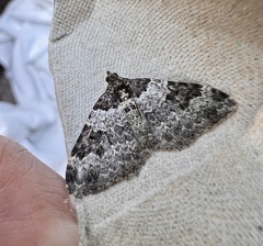 Xanthorhoe fluctuata