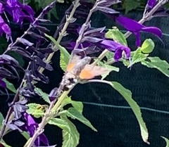 Macroglossum stellatarum