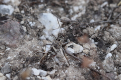 Oedaleus decorus