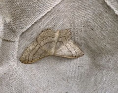 Idaea aversata