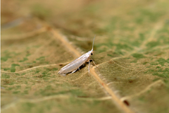 Argyresthia aurulentella