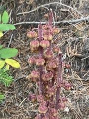 Pterospora andromedea