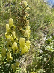 Aconitum anthora