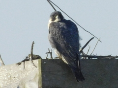 Falco peregrinus