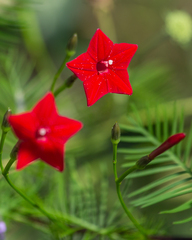 Ipomoea quamoclit