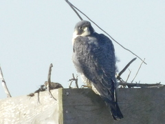 Falco peregrinus