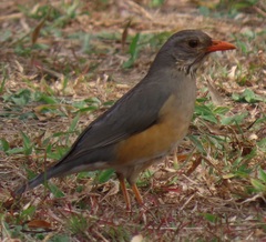 Turdus libonyana peripheris