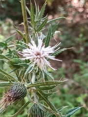 Asteraceae