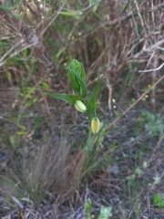 Albuca cooperi
