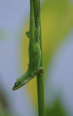 Anolis carolinensis