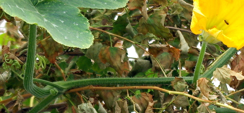 Cucurbita moschata