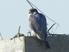 Falco peregrinus
