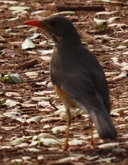 Turdus libonyana peripheris