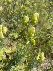 Aconitum anthora