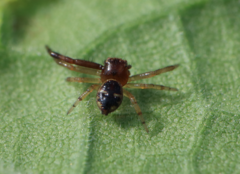 Synema globosum