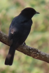 Melaenornis pammelaina ater