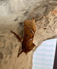 Triodia sylvina