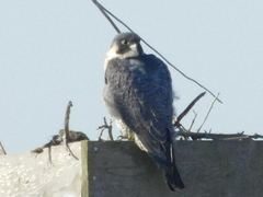 Falco peregrinus