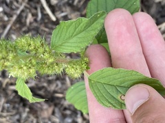 Amaranthus retroflexus