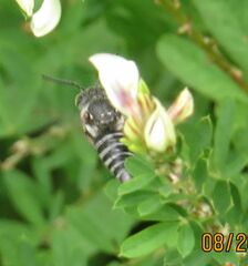 Coelioxys octodentatus