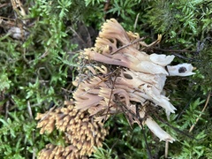 Ramaria