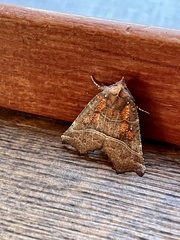 Scoliopteryx libatrix