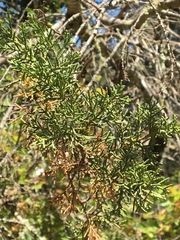Cupressus sargentii