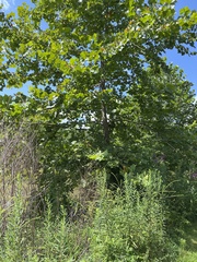 Platanus occidentalis