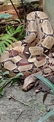 Boa constrictor