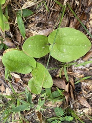 Smilax
