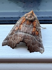 Scoliopteryx libatrix