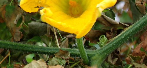 Cucurbita moschata