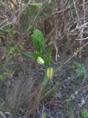 Albuca cooperi