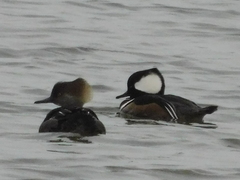 Lophodytes cucullatus