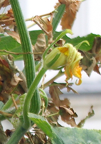 Cucurbita moschata