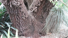 Xanthorrhoea glauca