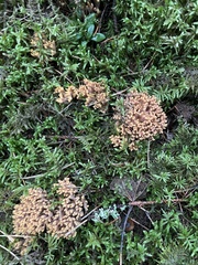 Ramaria