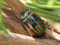 Chrysolina americana