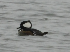 Lophodytes cucullatus