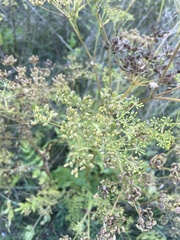 Pastinaca sativa