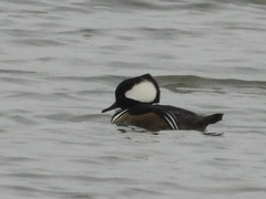 Lophodytes cucullatus