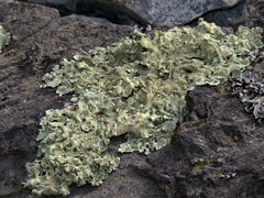 Flavoparmelia baltimorensis