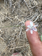 Stephanomeria virgata