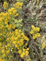 Solidago rigida