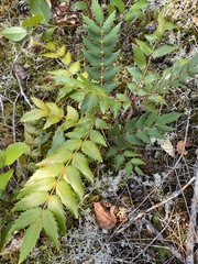 Berberis nervosa