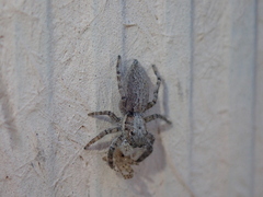 Menemerus taeniatus