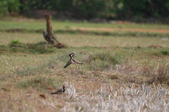 Vanellus indicus
