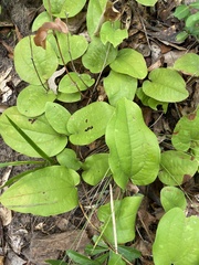 Smilax