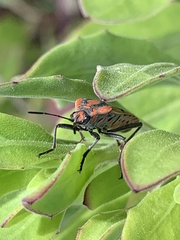 Spilostethus pandurus